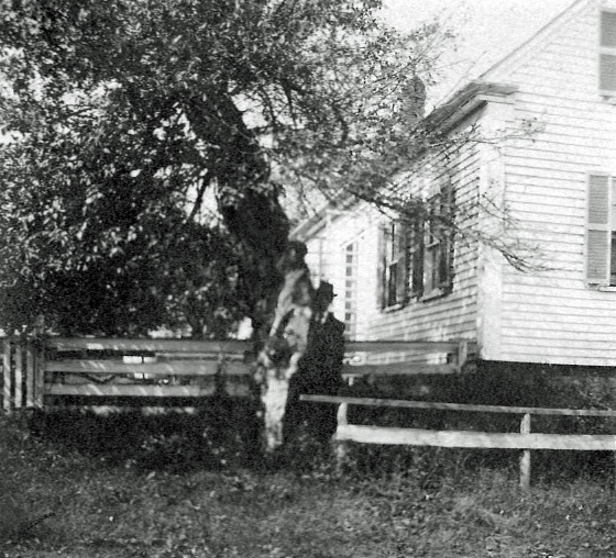 Millett apple tree