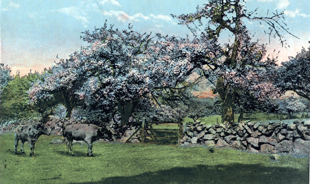 Dover postcard