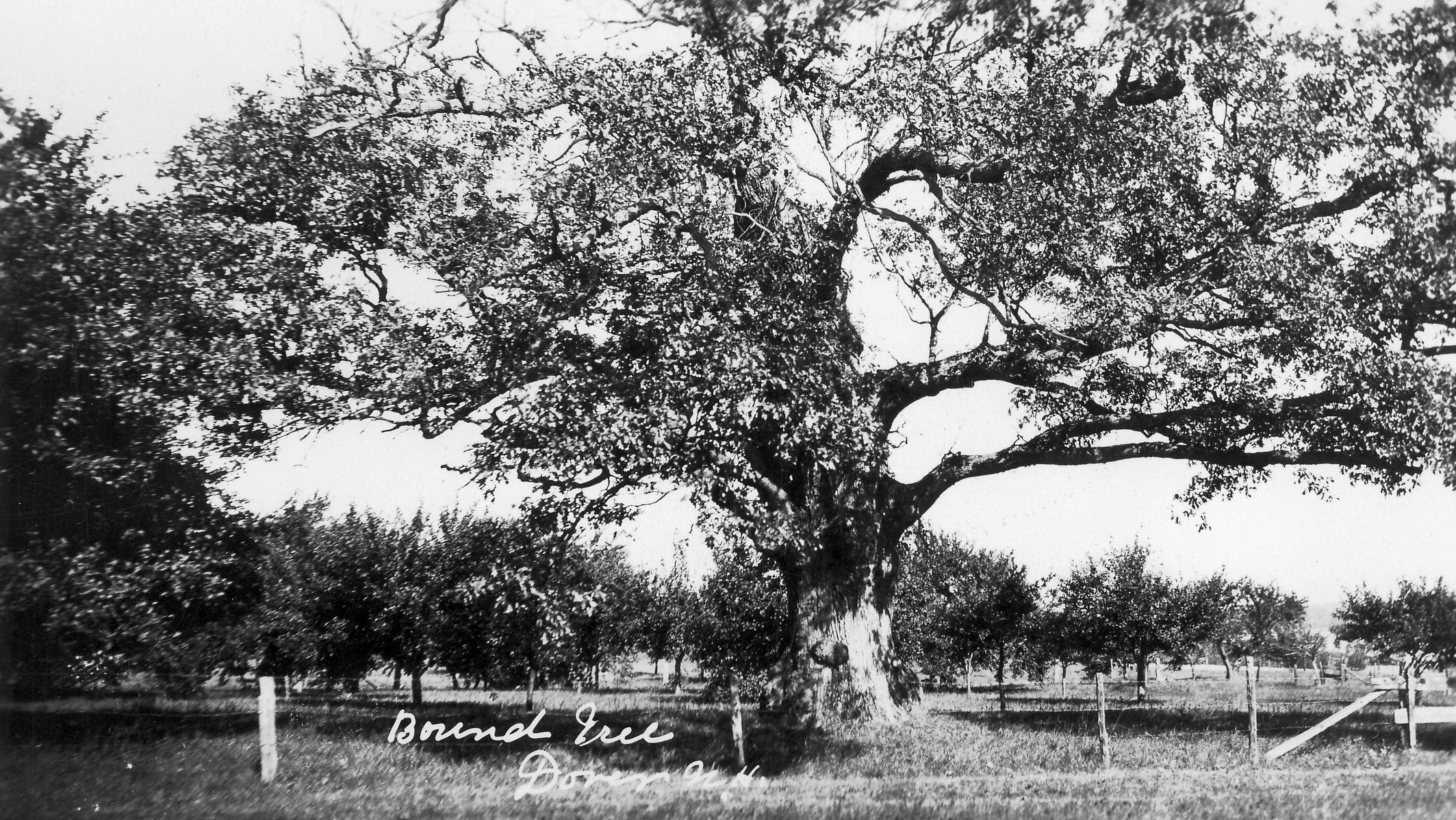 bound oak