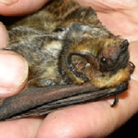 Bat