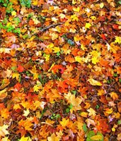 fall leaves