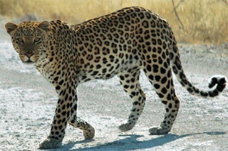 leopard