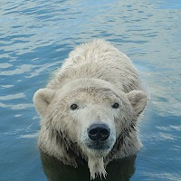 Polar Bear