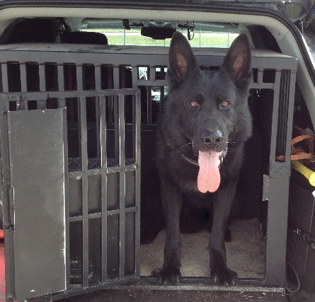 Grinko-K9 2015