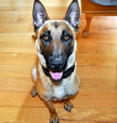 Barco - Dover Police Dept's newest four-legged officer.